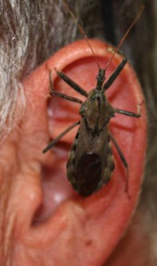 Wheel Bug gets familiar