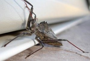 Wheel Bug