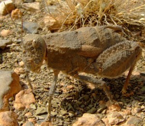 Grasshopper from Namibia