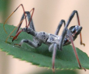 Wheel Bug Nymph