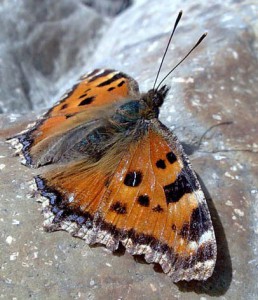 Tortoiseshell from iran