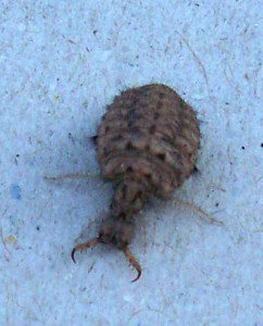 Doodlebug