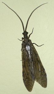 California Dobsonfly