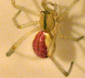Candystripe Spider