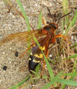 Cicada Killer