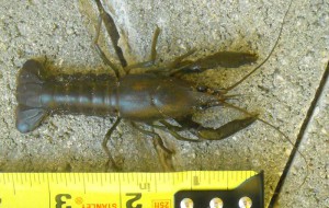 Crayfish