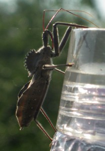 Wheel Bug