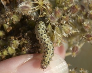 Parsnip Webworm