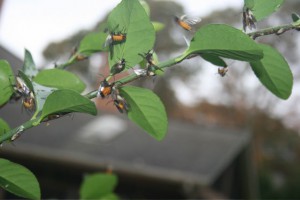 Unknown Sawfly? or Moth???