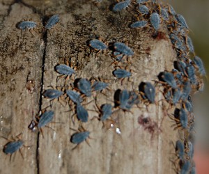 Unknown Hemipterans