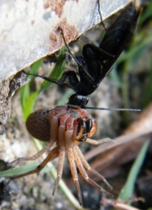 Blue Black Spider Wasp and Prey