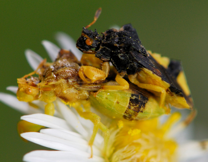 Jagged Ambush Bug All You Need to Know in a Nutshell What's That Bug?