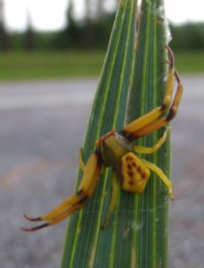 Crab Spider
