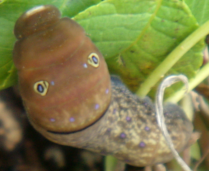 Tiger Swallowtail Caterpillar - What's That Bug?