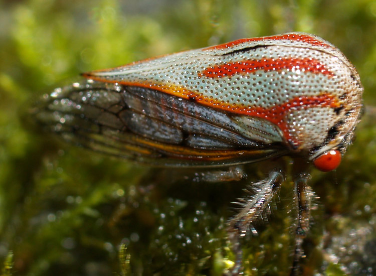 Oak Treehoppers What's That Bug?