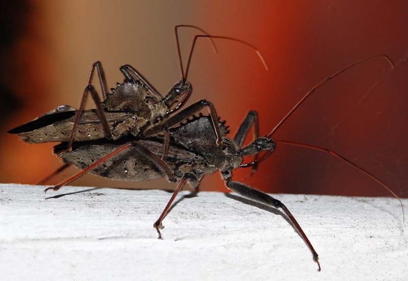 Mating Wheel Bugs What's That Bug?