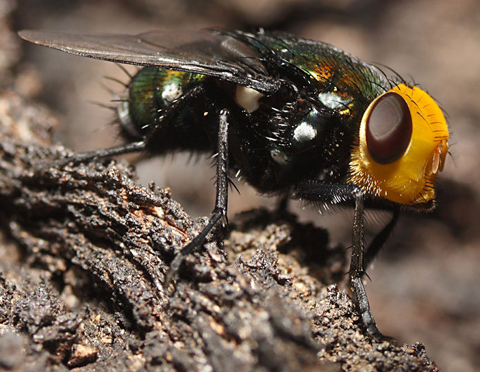 Snail Parasite Fly What's That Bug?