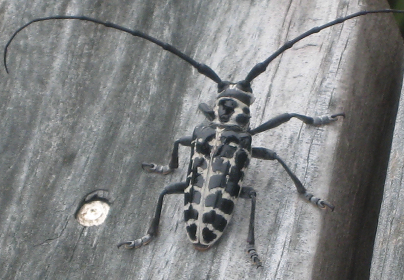 Cottonwood Borer What's That Bug?
