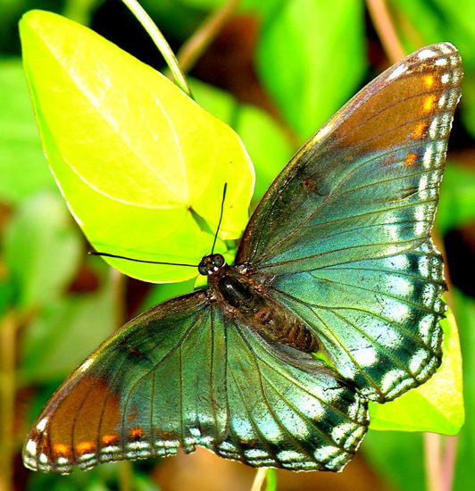 Red Spotted Purple Butterfly Meaning Exploring Symbolism and