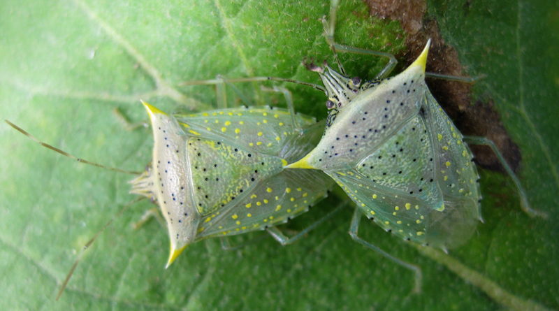 Tomato Stink Bugs - What's That Bug?