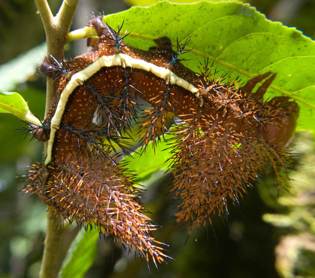 Stinging Caterpillar from the Amazon Automeris species??? What's