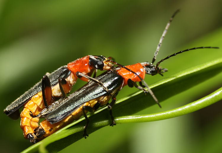 Mating Tricolor Soldier Beetles from Australia What's That Bug?