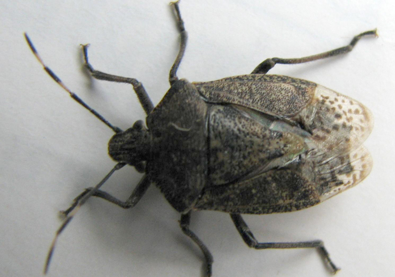 Stink Bug likes Bathrooms in Germany What's That Bug?