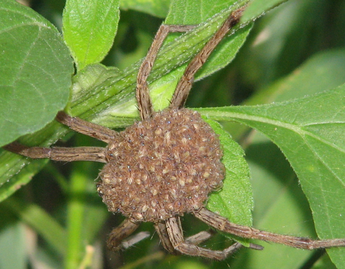 Wolf Spider with Spiderlings What's That Bug?