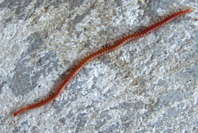 Soil Centipede - What's That Bug?