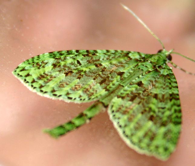 Green Geometrid Moth from New Zealand What's That Bug?