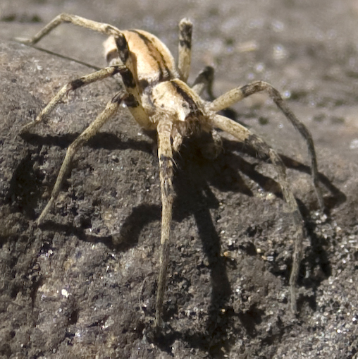 Nursery  Spider What's That Bug?