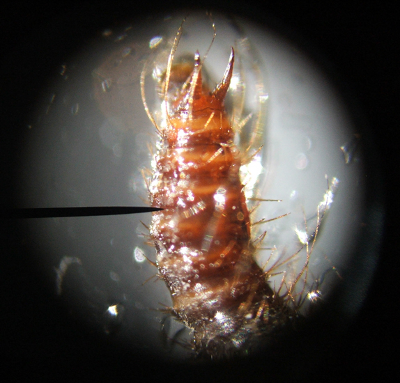 How Long Do Beetles Live? Unraveling the Lifespan Mysteries of these Insects What's That Bug?