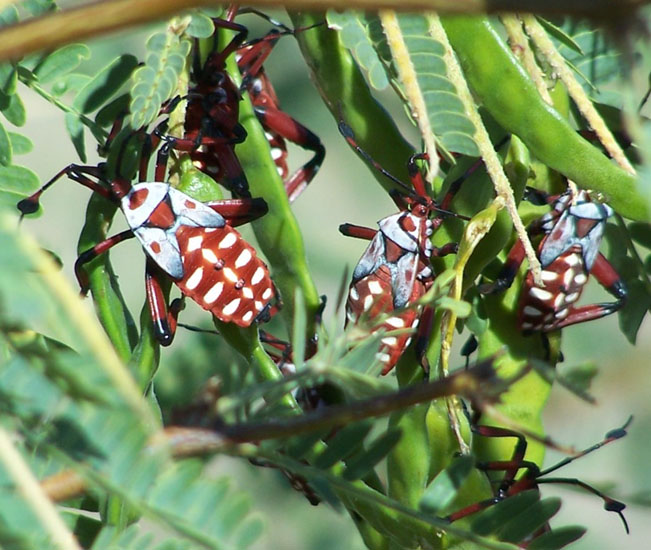 Immature Giant Mesquite Bugs What's That Bug?
