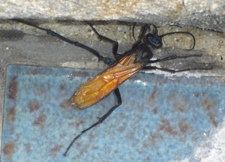 Tarantula Hawk What's That Bug?