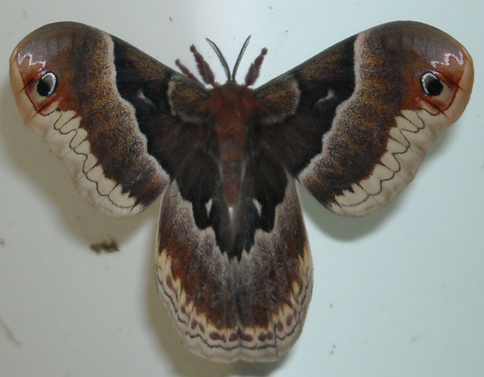 Tulip Tree Silk Moth What's That Bug?