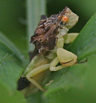 Ambush Bug What's That Bug?