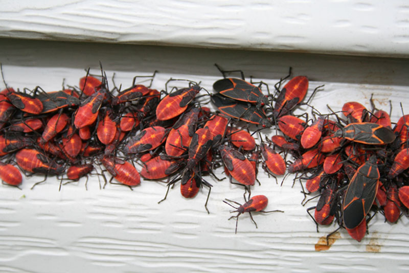 Boxelder Bugs What�s That Bug?