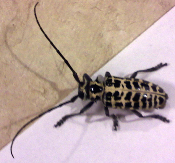 Cottonwood Borer What's That Bug?