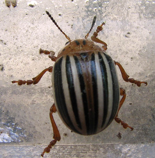 False Potato Beetle What's That Bug?