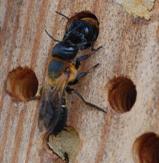Giant Resin Bees What's That Bug?