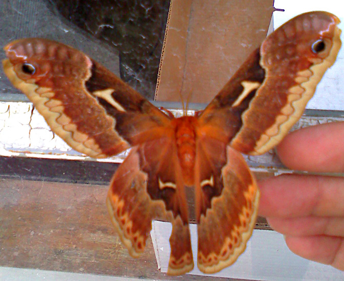 Tulip Tree Silkmoth What's That Bug?