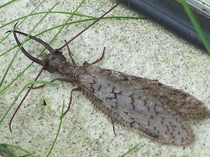 Male Dobsonfly What's That Bug?