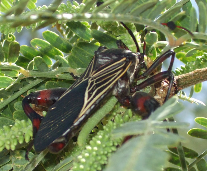 Giant Mesquite Bugs What's That Bug?