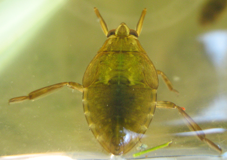 Immature Giant Water Bug What's That Bug?