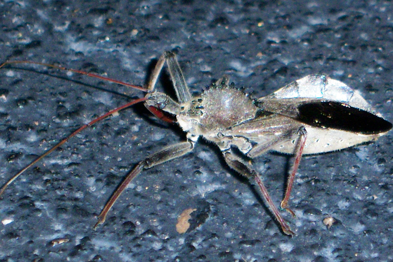 Wheel Bug What's That Bug?
