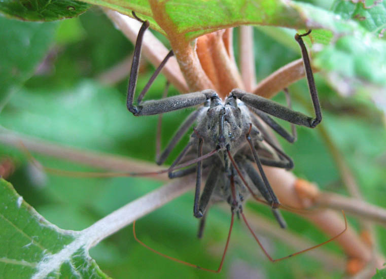 Mating Wheel Bugs What's That Bug?