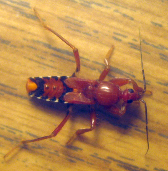 Immature Corsair Bug from Oklahoma What's That Bug?