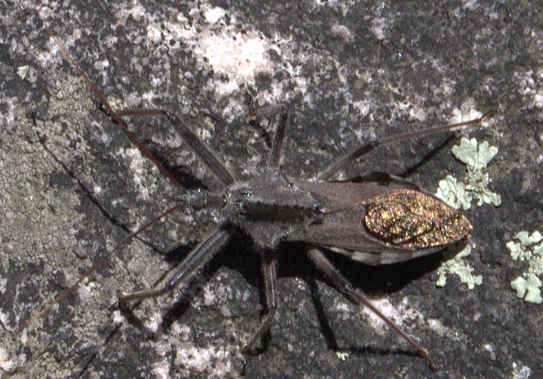Wheel Bug What's That Bug?
