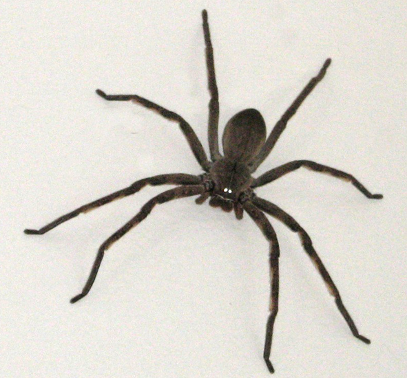 Huntsman Spider - What's That Bug?