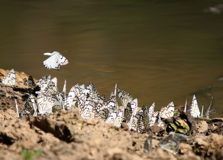 Puddling Caper Whites in Mali, Africa What's That Bug?